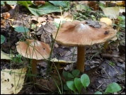 Inocybe maculata