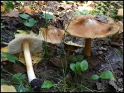 Inocybe maculata