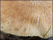Inocybe maculata