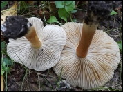 Inocybe maculata