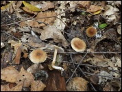 Inocybe microspora