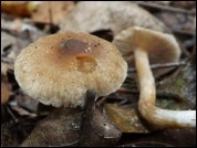 Inocybe microspora