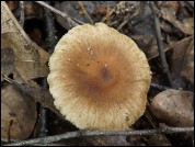 Inocybe microspora