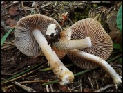 Inocybe microspora