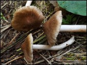 Inocybe microspora