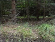 Inocybe oblectabilis