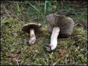 Inocybe oblectabilis