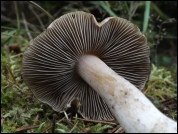 Inocybe oblectabilis