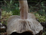 Inocybe oblectabilis