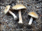 Inocybe oblectabilis