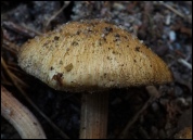 Inocybe oblectabilis