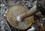 Inocybe oblectabilis