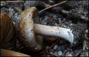 Inocybe oblectabilis