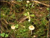 Inocybe posterula