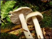 Inocybe posterula