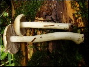 Inocybe posterula
