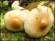 Inocybe posterula