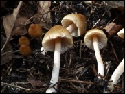 Inocybe posterula