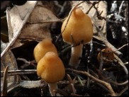 Inocybe posterula