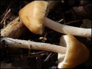 Inocybe posterula
