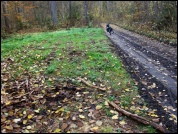 Inocybe pseudodestricta