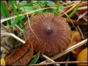 Inocybe pseudodestricta