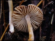 Inocybe pseudodestricta