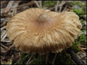 Inocybe pseudodestricta