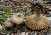 Inocybe pseudodestricta