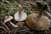 Inocybe pseudodestricta