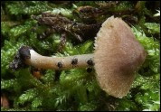 Inocybe pseudodestricta