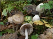 Inocybe sindonia