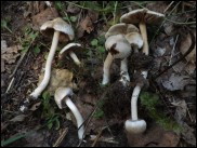 Inocybe sindonia