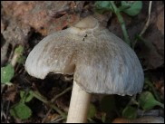Inocybe sindonia