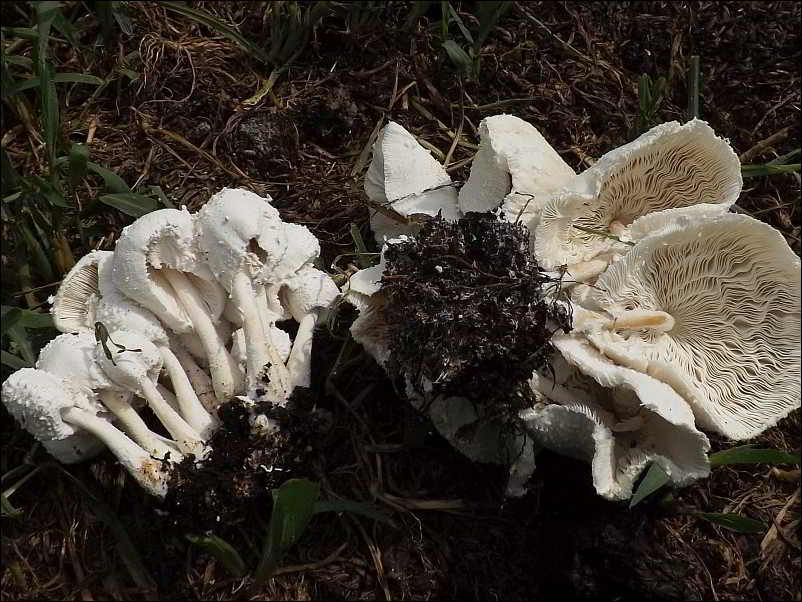 Leucocoprinus cretaceus