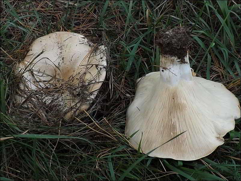 Leucopaxillus candidus
