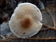 Lepiota coxheadii