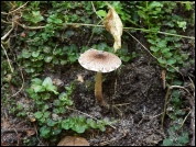 Lepiota echinella