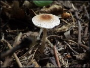 Lepiota echinella