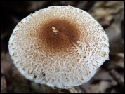 Lepiota echinella
