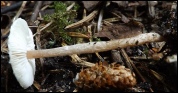 Lepiota echinella