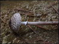 Lepiota felina