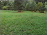 Leucopaxillus candidus