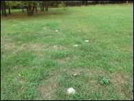 Leucopaxillus candidus