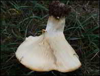 Leucopaxillus candidus