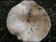Leucopaxillus candidus