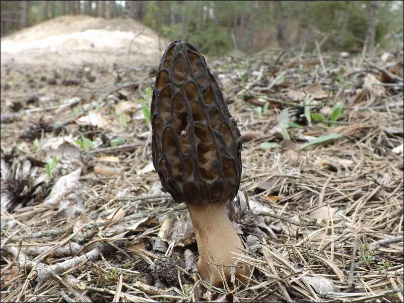 Morchella norvegiensis