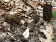 Morchella eximioides