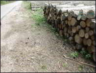 Morchella eximioides