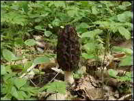 Morchella eximioides